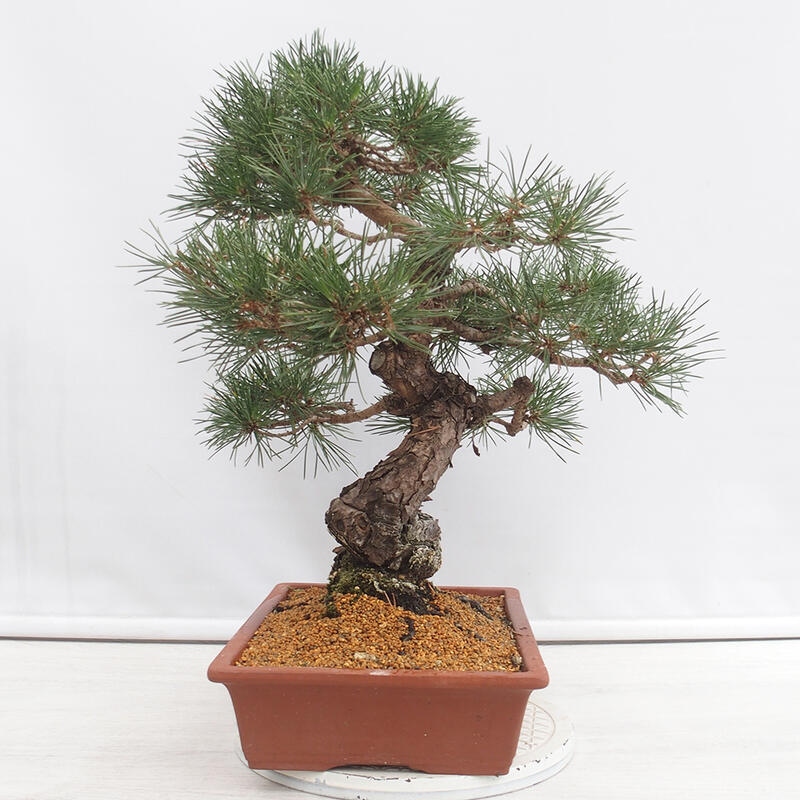 Venkovní bonsai - Pinus thunbergii - Borovice thunbergova