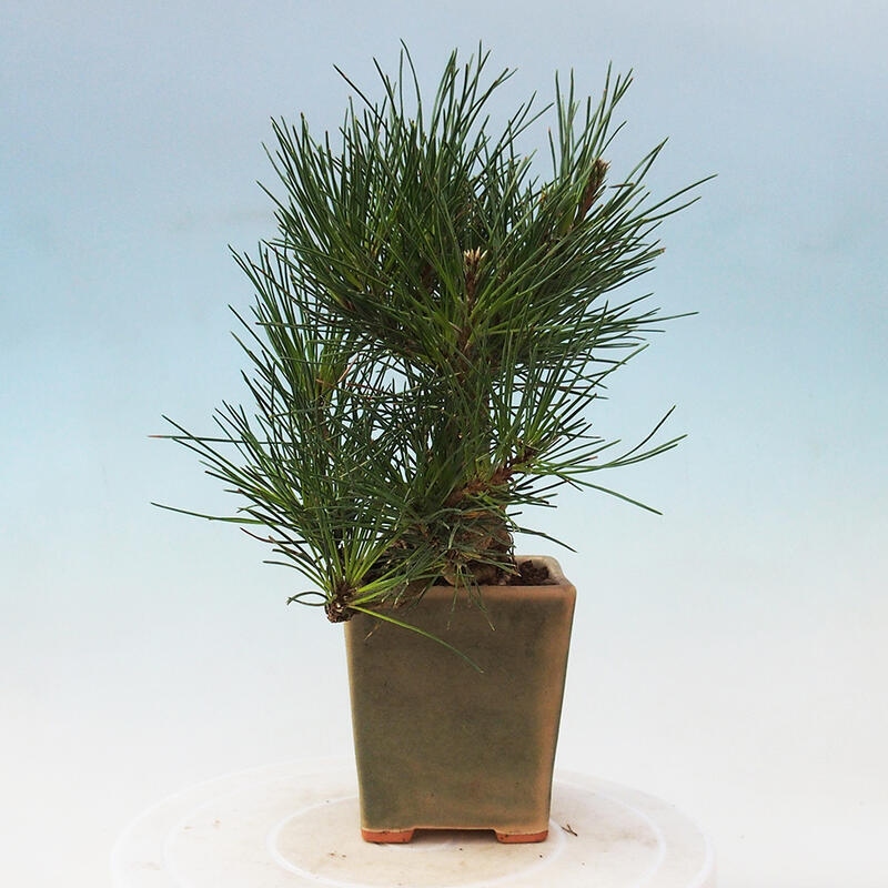 Venkovní bonsai - Pinus thunbergii - Borovice thunbergova