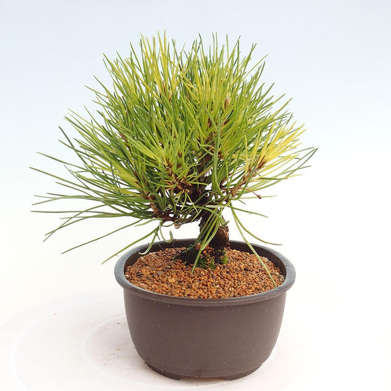 Venkovní bonsai - Pinus thunbergii - Borovice thunbergova