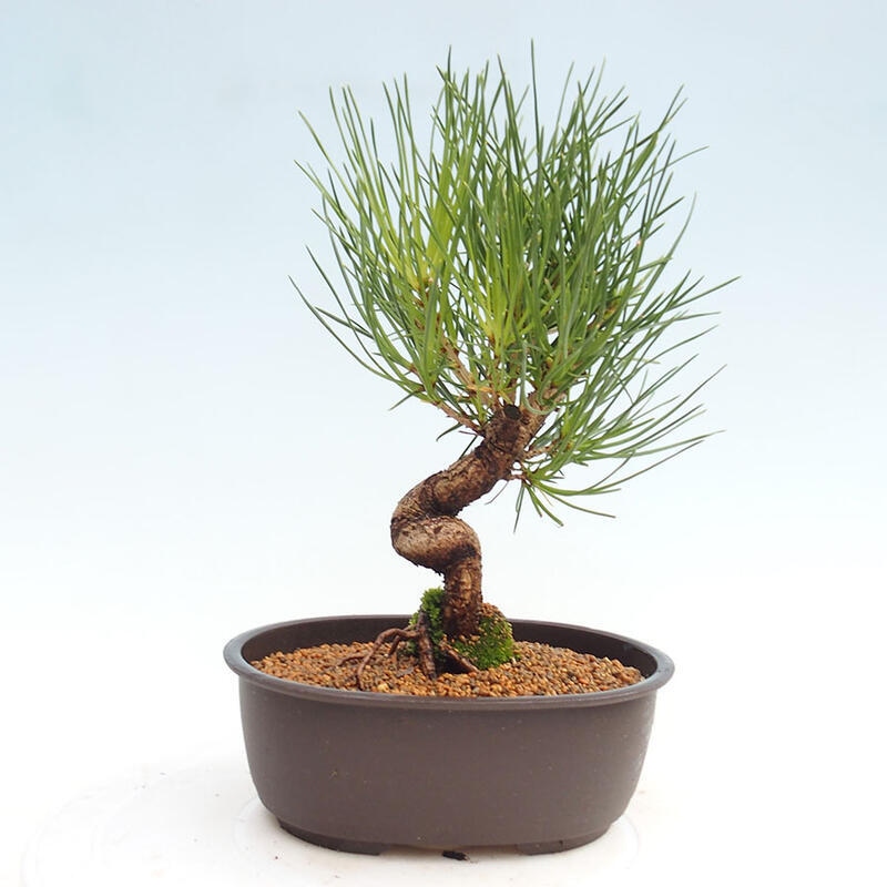 Venkovní bonsai - Pinus thunbergii - Borovice thunbergova