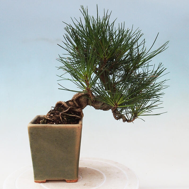 Venkovní bonsai - Pinus thunbergii - Borovice thunbergova