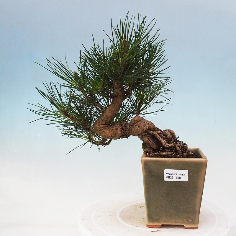 Venkovní bonsai - Pinus thunbergii - Borovice thunbergova