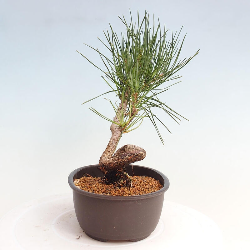 Venkovní bonsai - Pinus thunbergii - Borovice thunbergova