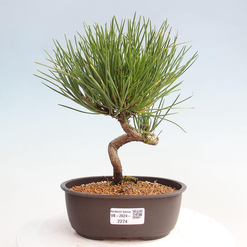 Venkovní bonsai - Pinus thunbergii - Borovice thunbergova
