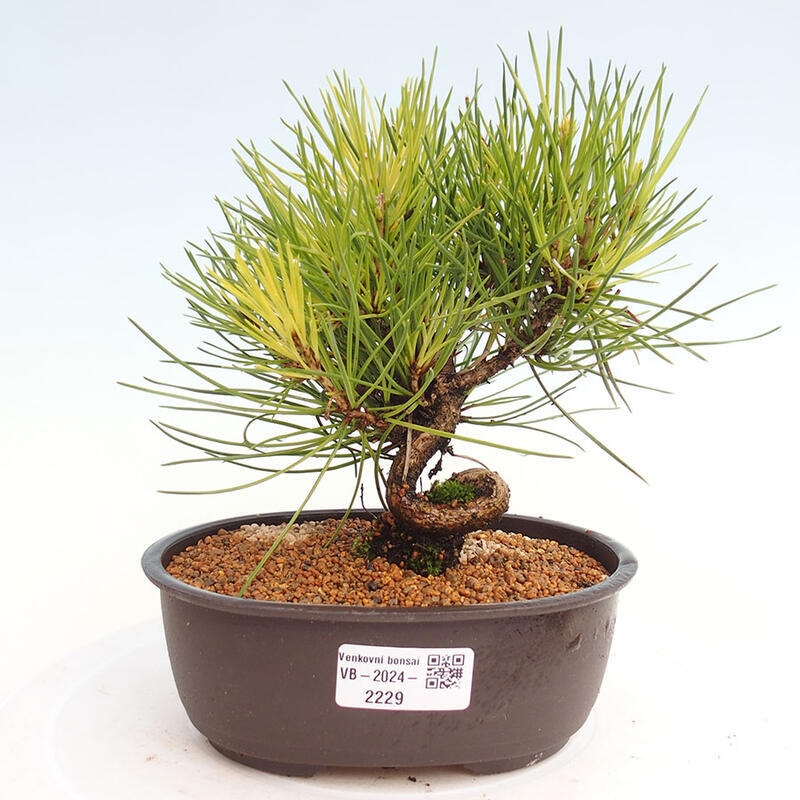 Venkovní bonsai - Pinus thunbergii - Borovice thunbergova