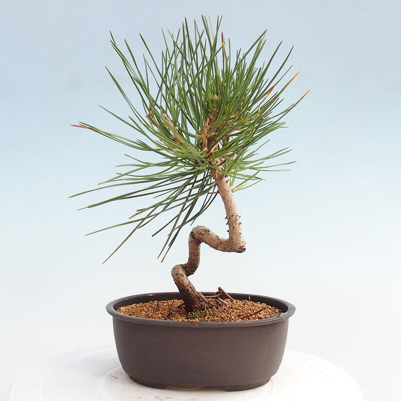 Venkovní bonsai - Pinus thunbergii - Borovice thunbergova