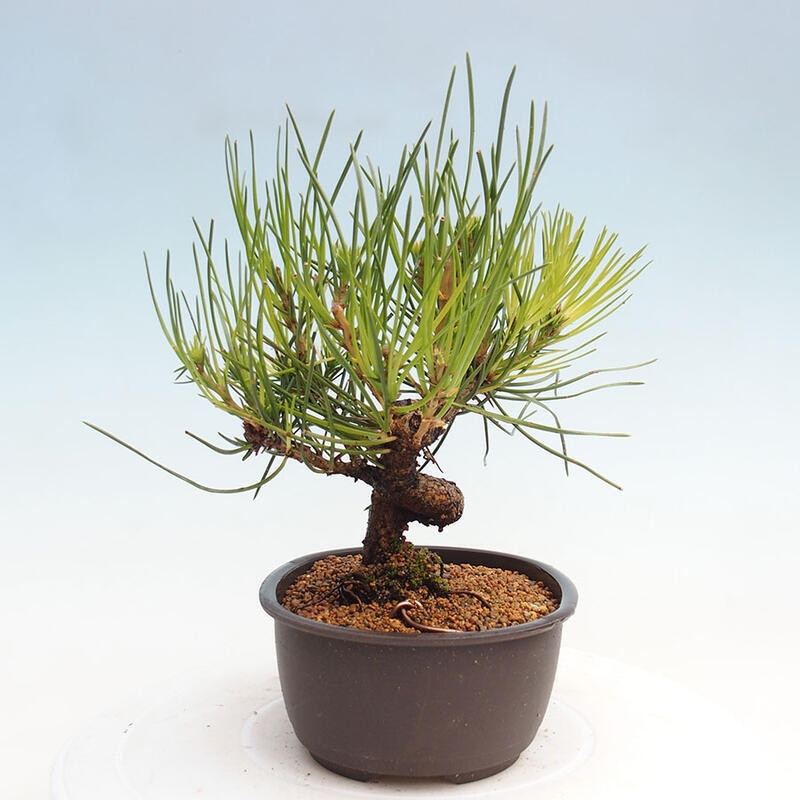Venkovní bonsai - Pinus thunbergii - Borovice thunbergova