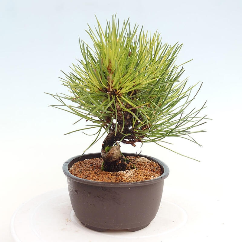 Venkovní bonsai - Pinus thunbergii - Borovice thunbergova