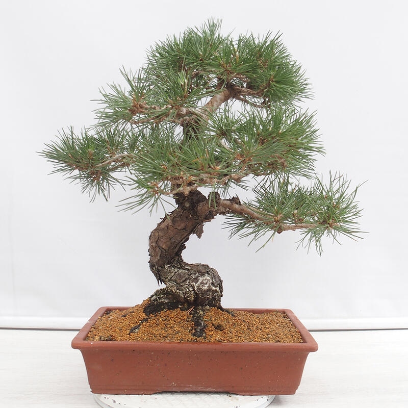 Venkovní bonsai - Pinus thunbergii - Borovice thunbergova