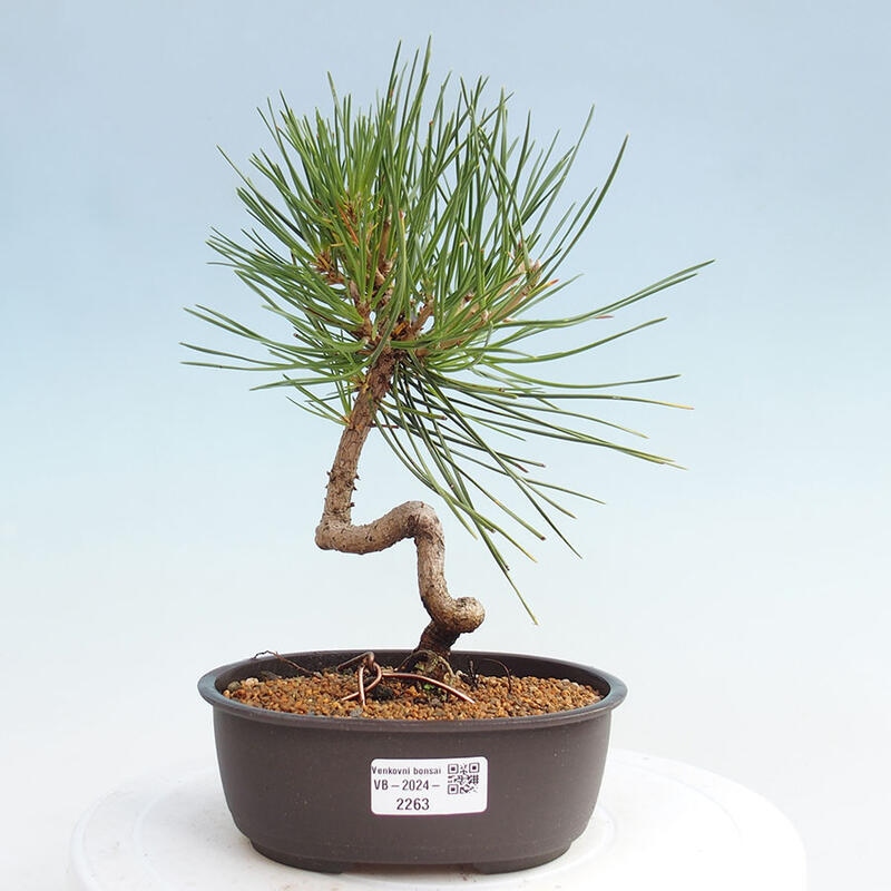 Venkovní bonsai - Pinus thunbergii - Borovice thunbergova