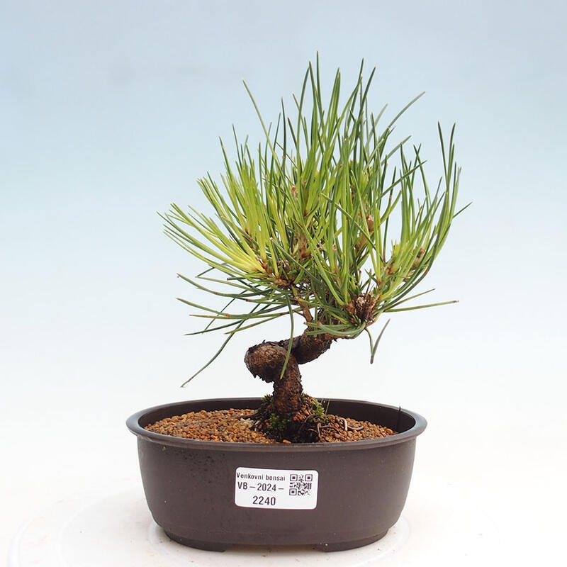 Venkovní bonsai - Pinus thunbergii - Borovice thunbergova