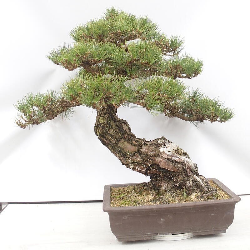 Venkovní bonsai - Pinus thunbergii - Borovice thunbergova