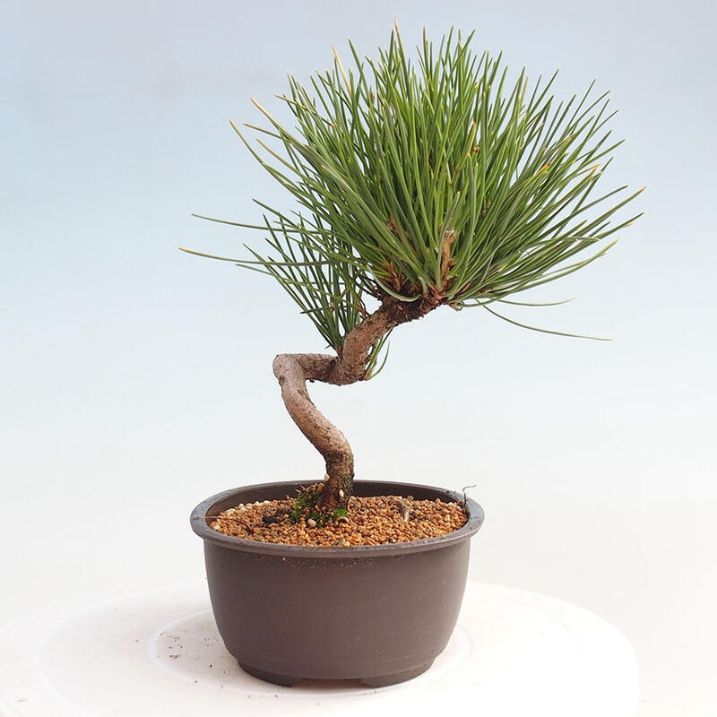 Venkovní bonsai - Pinus thunbergii - Borovice thunbergova