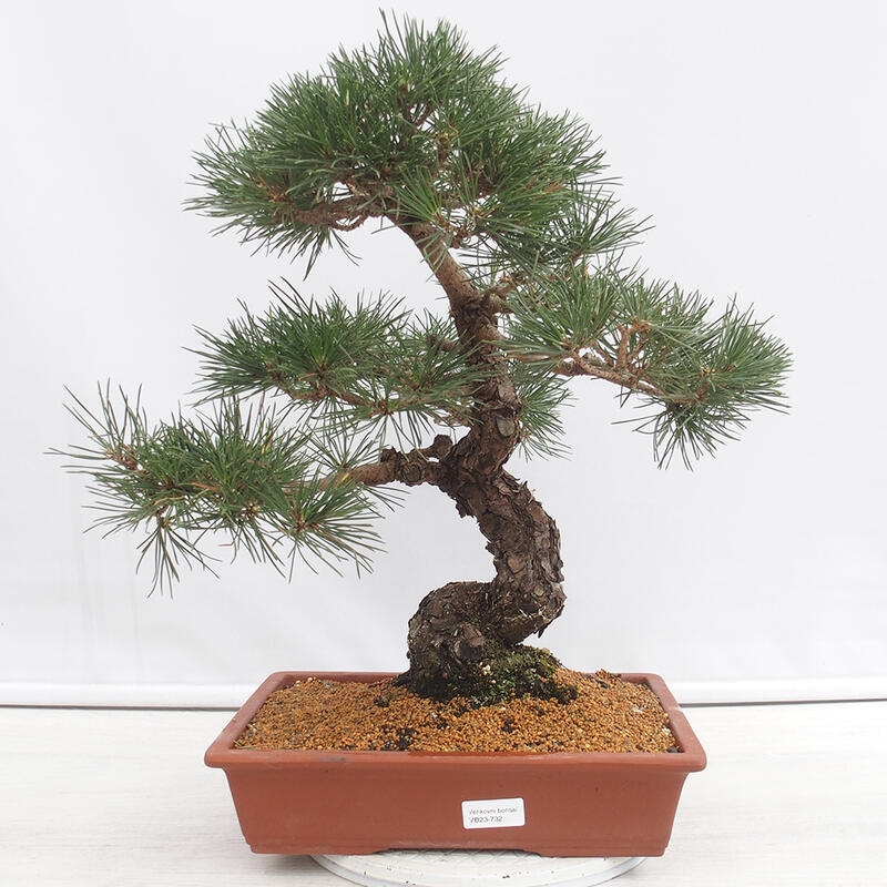 Venkovní bonsai - Pinus thunbergii - Borovice thunbergova