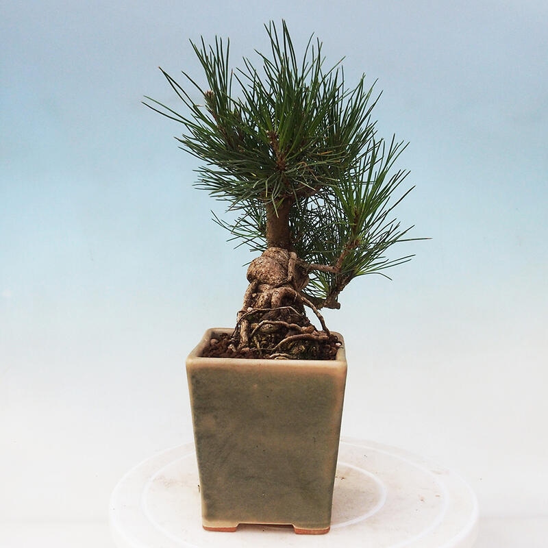 Venkovní bonsai - Pinus thunbergii - Borovice thunbergova