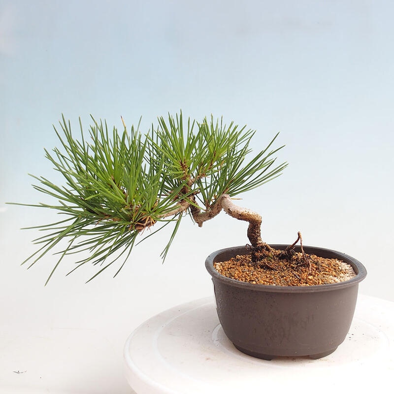 Venkovní bonsai - Pinus thunbergii - Borovice thunbergova