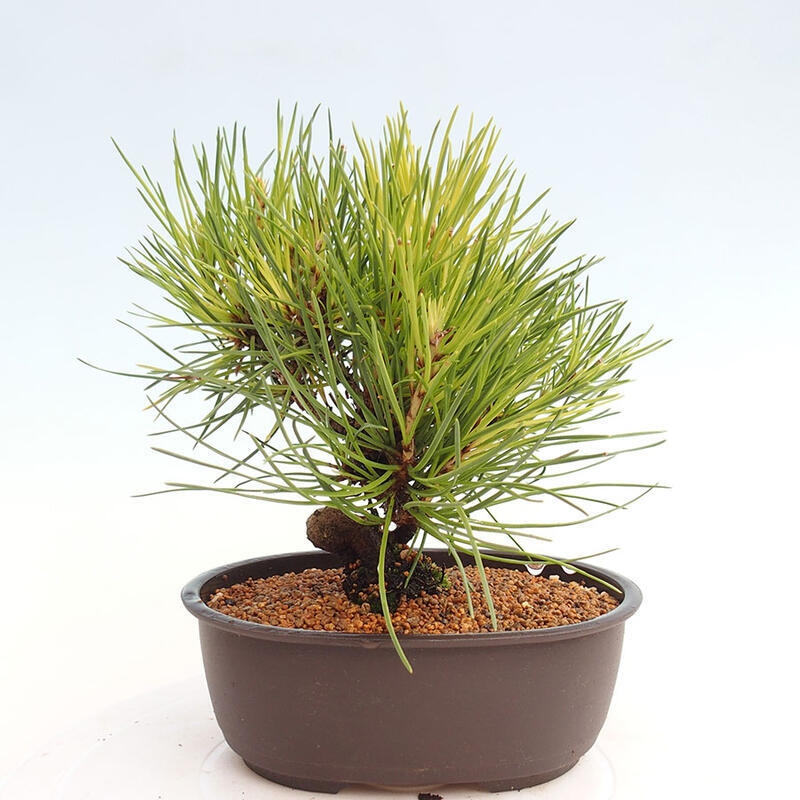 Venkovní bonsai - Pinus thunbergii - Borovice thunbergova