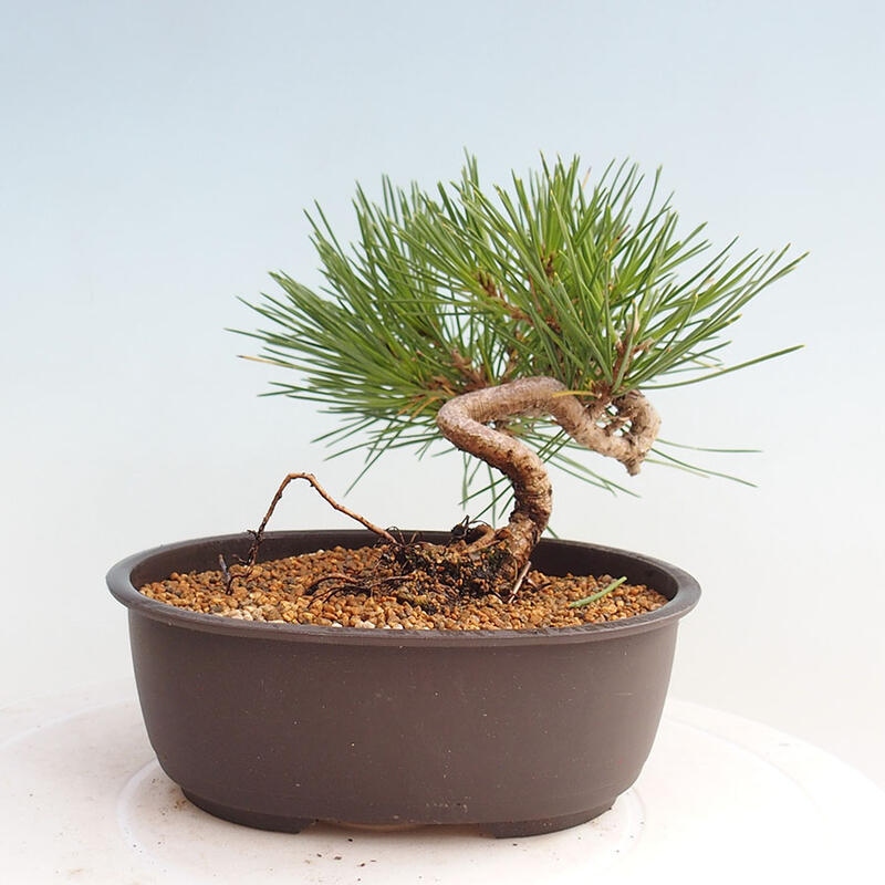 Venkovní bonsai - Pinus thunbergii - Borovice thunbergova
