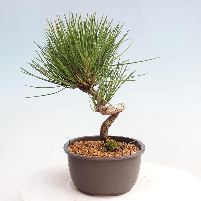 Venkovní bonsai - Pinus thunbergii - Borovice thunbergova