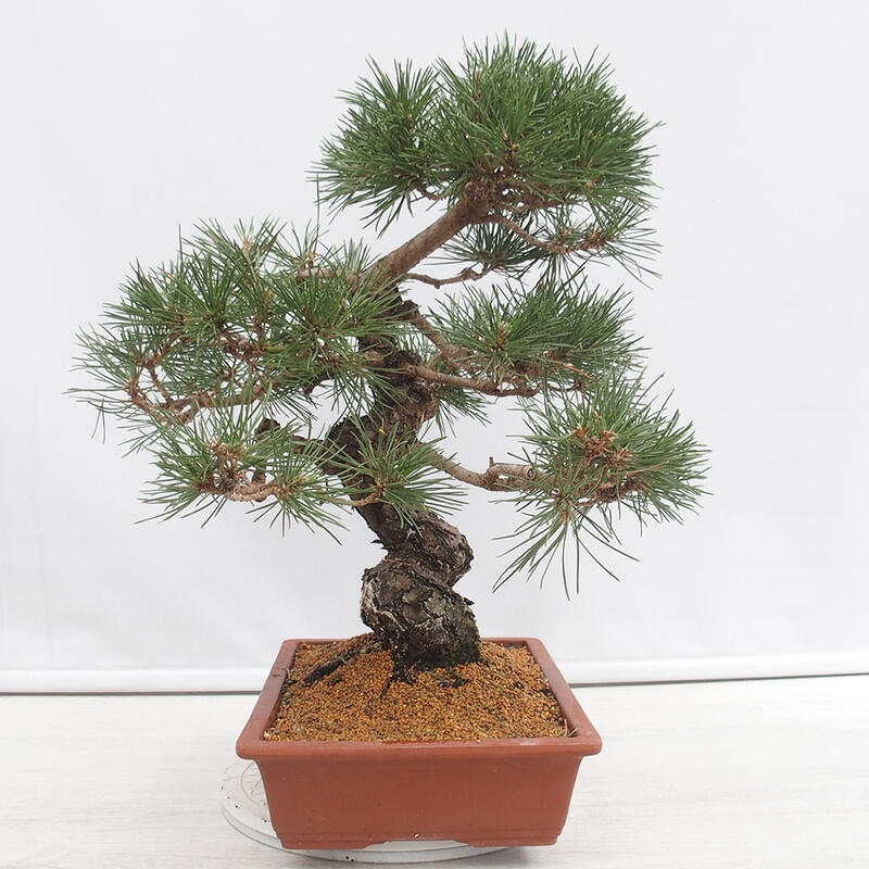Venkovní bonsai - Pinus thunbergii - Borovice thunbergova