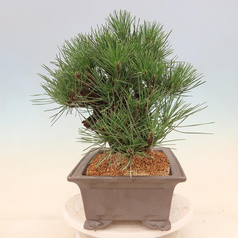Venkovní bonsai - Pinus thunbergii corticosa - borovice korková