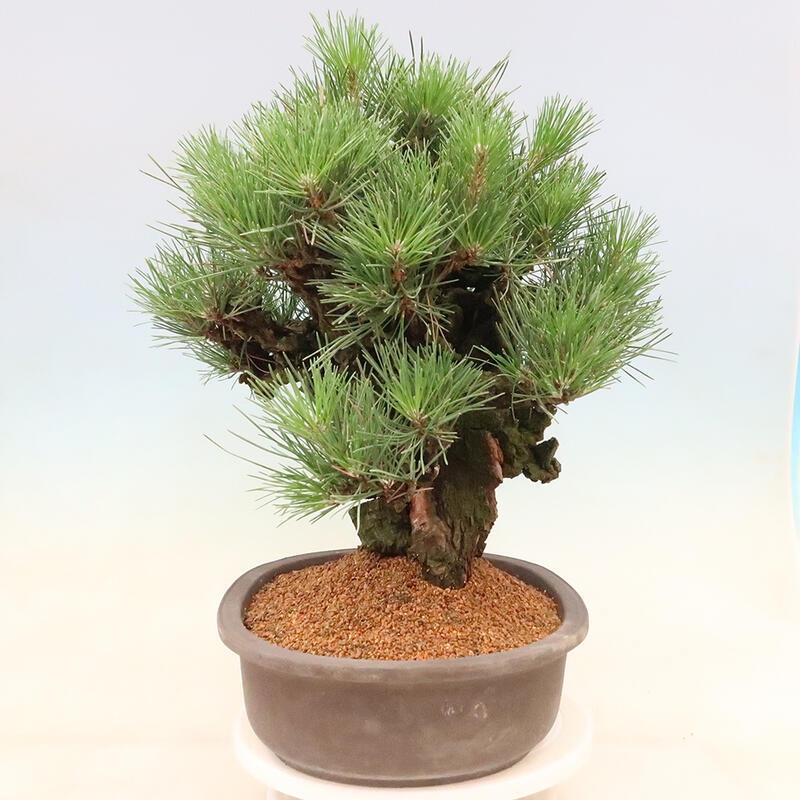 Venkovní bonsai - Pinus thunbergii corticosa - borovice korková