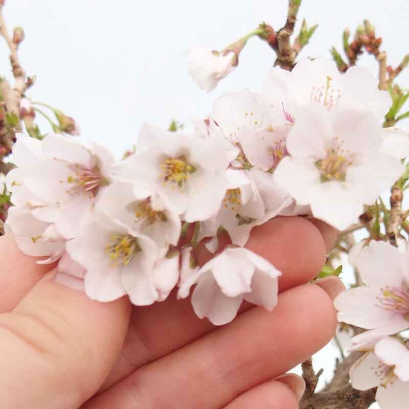 Venkovní bonsai - Prunus incisa Kojou-no mai-Slivoň vyříznutá