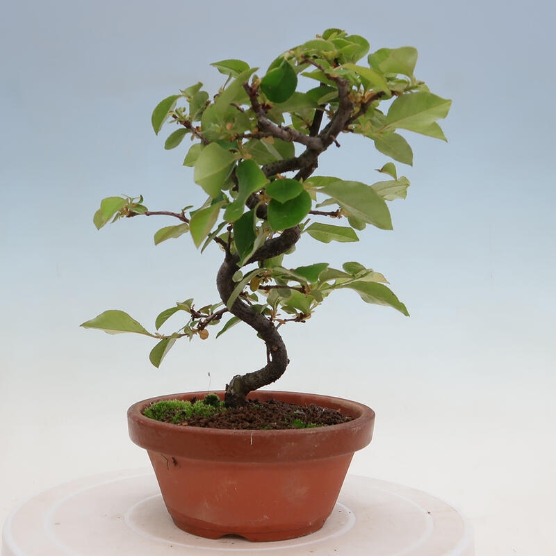 Venkovní  bonsai -  Pseudocydonia sinensis - Kdouloň čínská