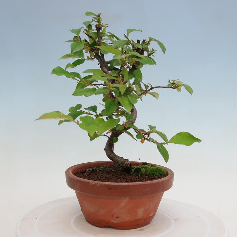 Venkovní  bonsai -  Pseudocydonia sinensis - Kdouloň čínská