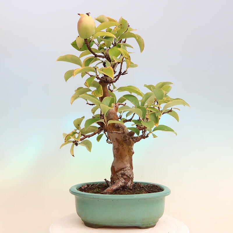 Venkovní  bonsai -  Pseudocydonia sinensis - Kdouloň čínská