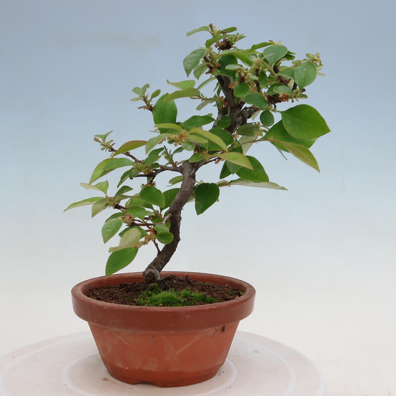 Venkovní  bonsai -  Pseudocydonia sinensis - Kdouloň čínská