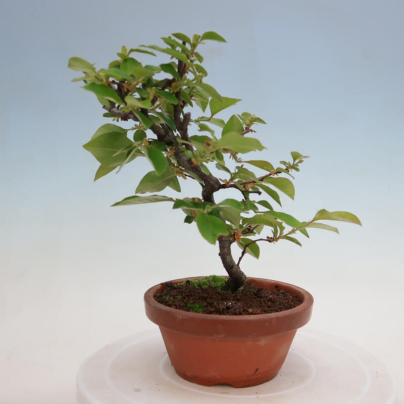 Venkovní  bonsai -  Pseudocydonia sinensis - Kdouloň čínská