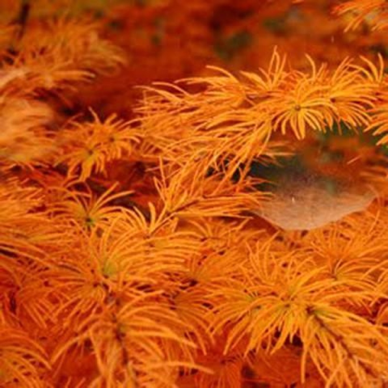 Venkovní bonsai -Pseudolarix amabis-Pamodřín
