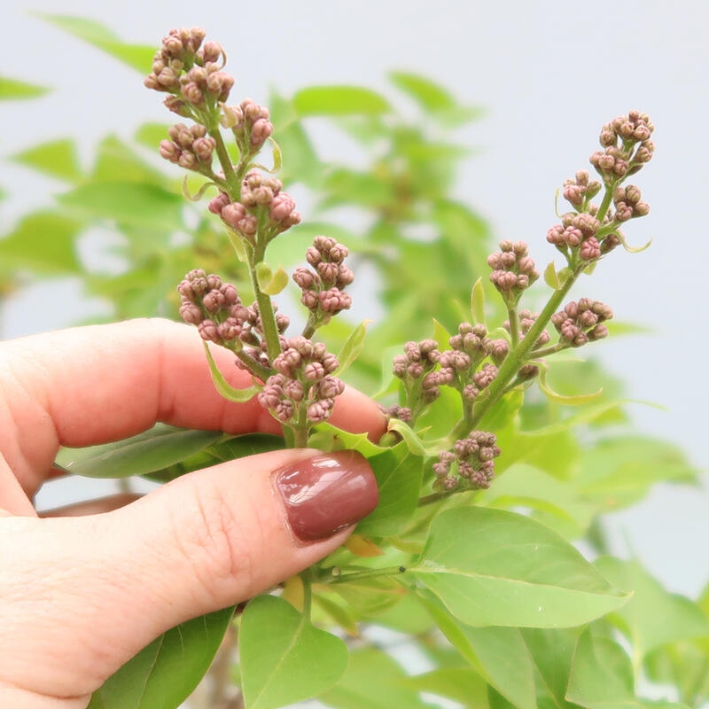 Venkovní bonsai - Šeřík - Syringa vulgaris