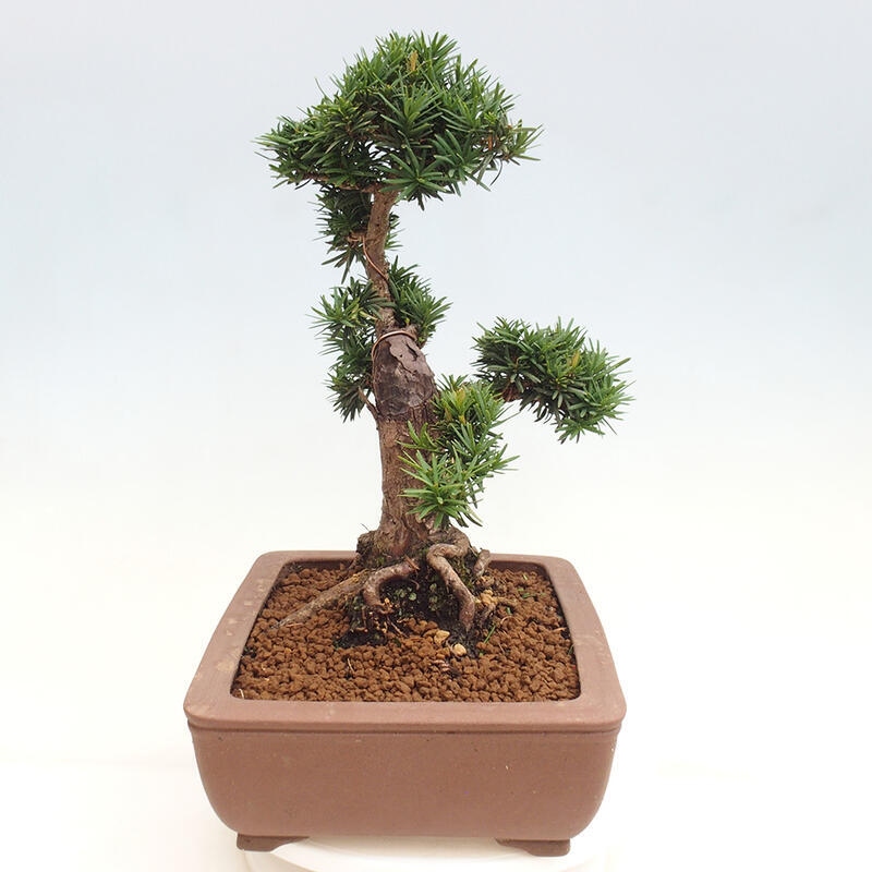 Venkovní bonsai - Taxus cuspidata  - Tis japonský