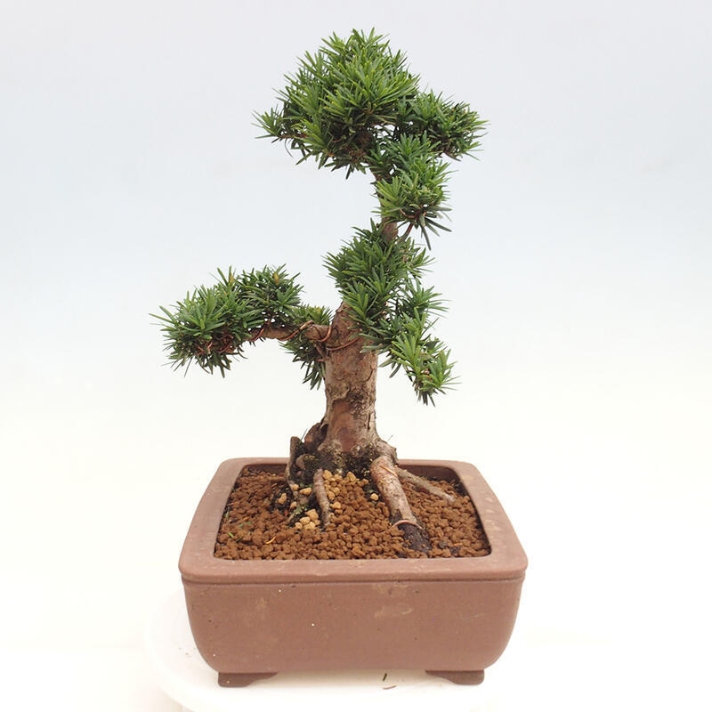 Venkovní bonsai - Taxus cuspidata  - Tis japonský