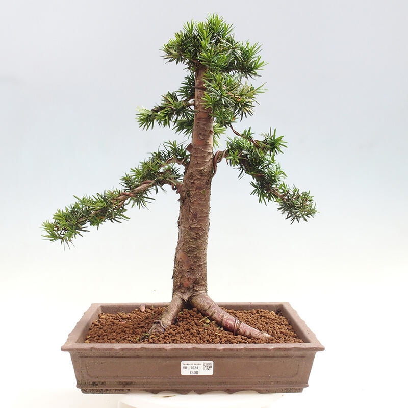 Venkovní bonsai - Taxus cuspidata  - Tis japonský