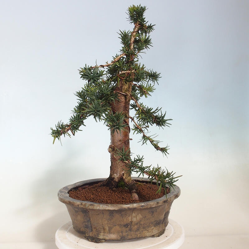 Venkovní bonsai - Taxus cuspidata  - Tis japonský