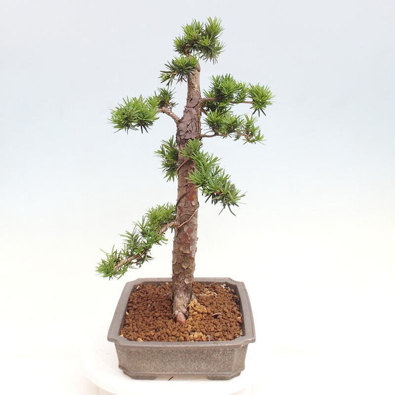 Venkovní bonsai - Taxus cuspidata  - Tis japonský