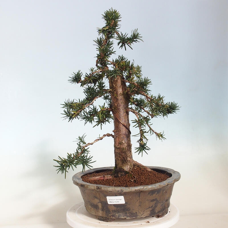 Venkovní bonsai - Taxus cuspidata  - Tis japonský