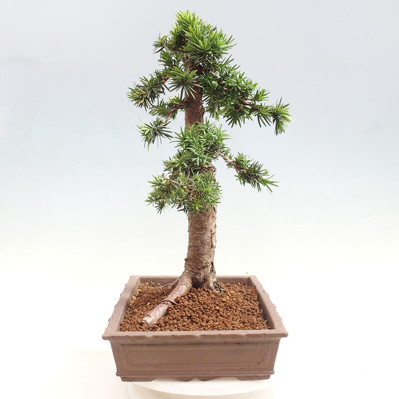 Venkovní bonsai - Taxus cuspidata  - Tis japonský
