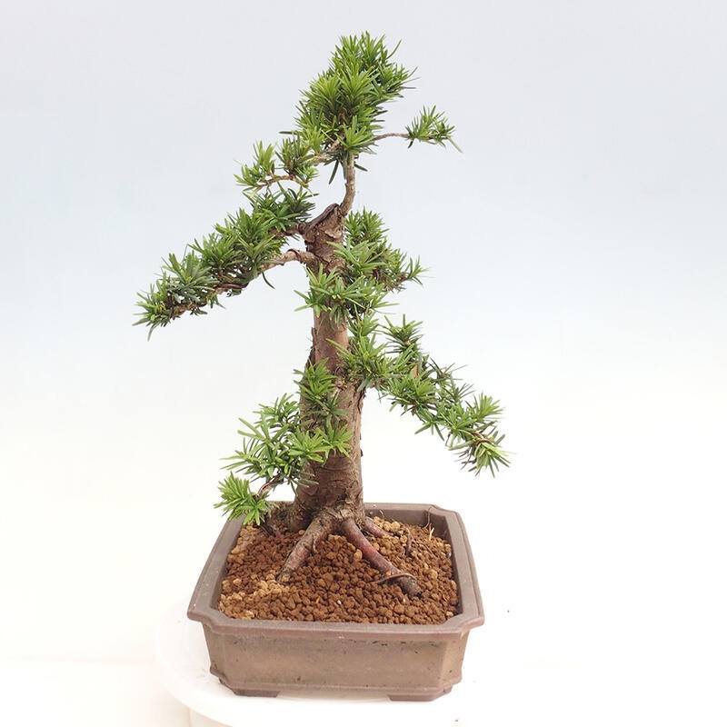 Venkovní bonsai - Taxus cuspidata  - Tis japonský