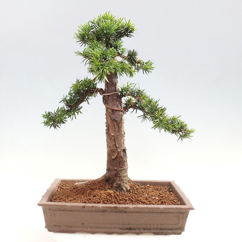 Venkovní bonsai - Taxus cuspidata  - Tis japonský