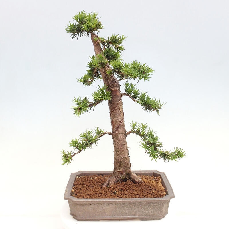Venkovní bonsai - Taxus cuspidata  - Tis japonský