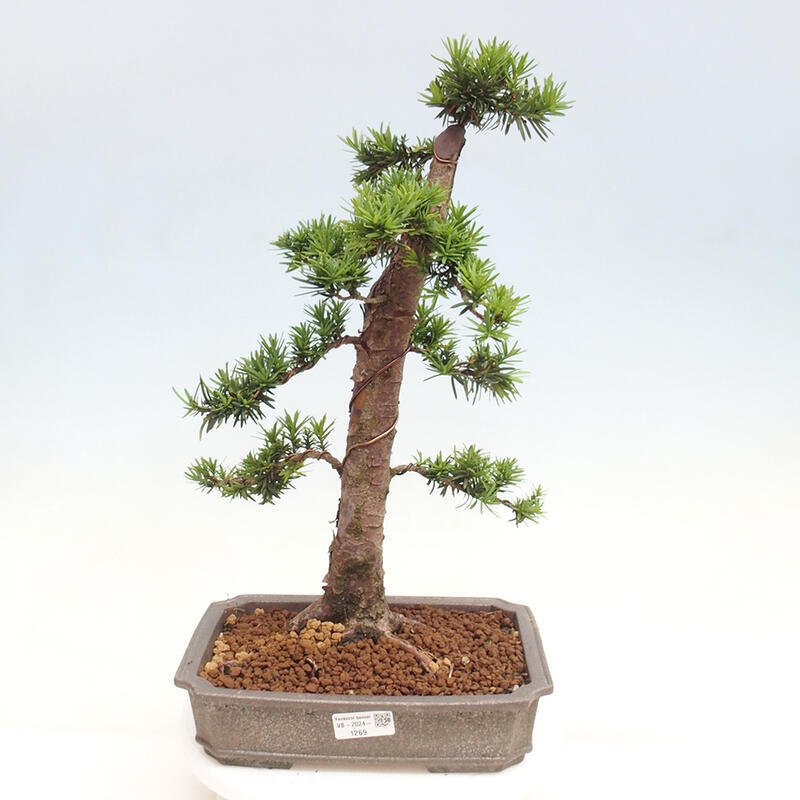 Venkovní bonsai - Taxus cuspidata  - Tis japonský