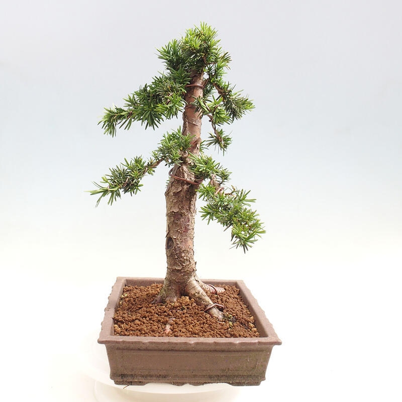 Venkovní bonsai - Taxus cuspidata  - Tis japonský