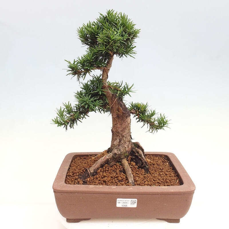 Venkovní bonsai - Taxus cuspidata  - Tis japonský