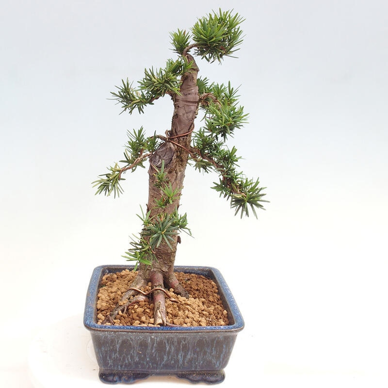 Venkovní bonsai - Taxus cuspidata  - Tis japonský