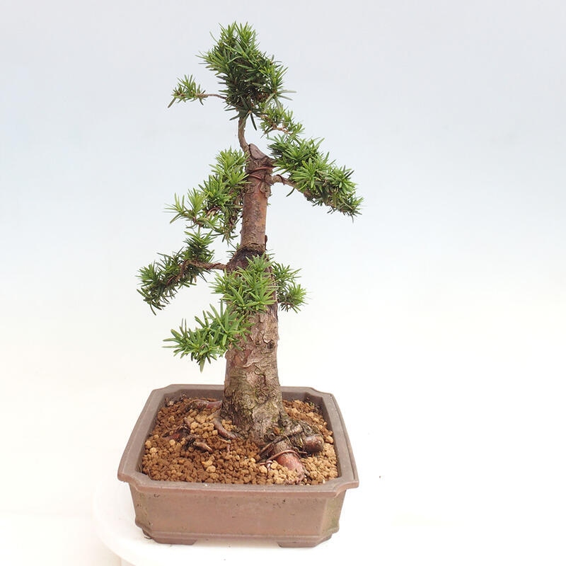 Venkovní bonsai - Taxus cuspidata  - Tis japonský