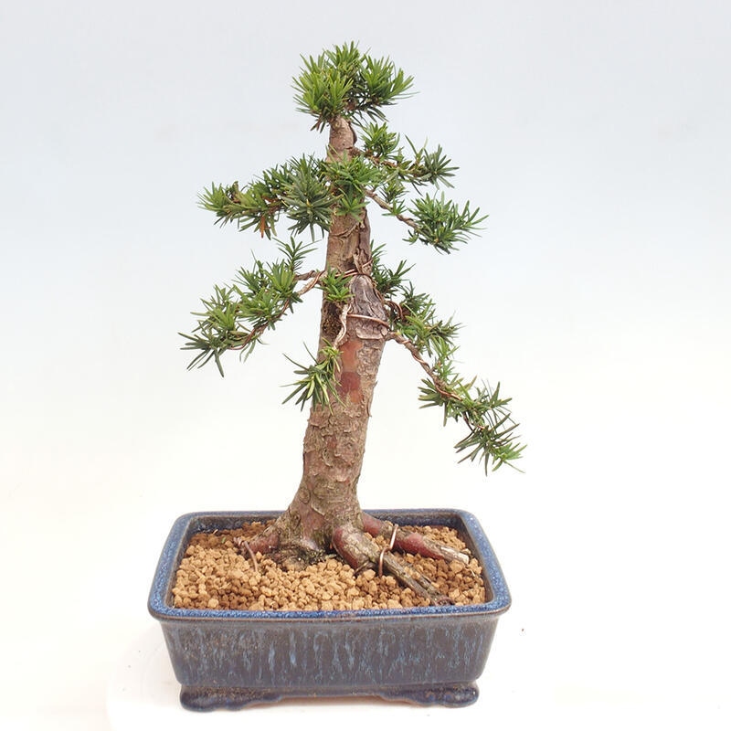 Venkovní bonsai - Taxus cuspidata  - Tis japonský